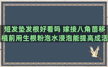 短发垫发根好看吗 嫁接八角苗移植前用生根粉泡水浸泡能提高成活率吗